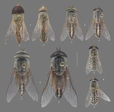 Attēlu rezultāti vaicājumam “Tabanidae”