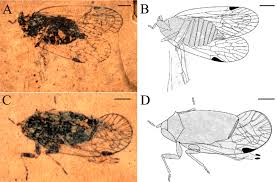 Attēlu rezultāti vaicājumam “Cixius sp.”