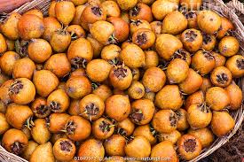 Attēlu rezultāti vaicājumam “Mespilus germanica fruit”