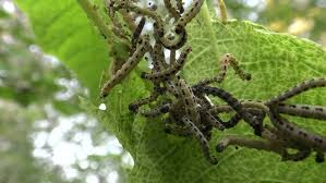 Attēlu rezultāti vaicājumam “Yponomeuta evonymella larva”