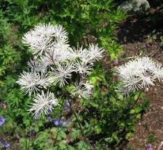 Attēlu rezultāti vaicājumam “Thalictrum aquilegifolium bud”
