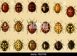 Attēlu rezultāti vaicājumam “Tetratoma fungorum”