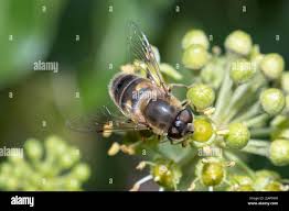 Attēlu rezultāti vaicājumam “Eristalis sp.”