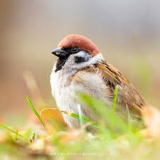 Image result for Passer montanus