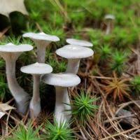 Attēlu rezultāti vaicājumam “Cantharellula umbonata”