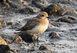 Image result for Charadrius asiaticus