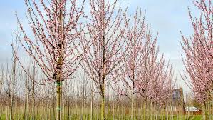 Attēlu rezultāti vaicājumam “Prunus armeniaca”