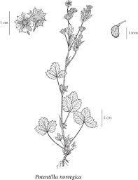 Attēlu rezultāti vaicājumam “Potentilla norvegica”