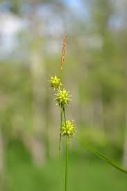 Attēlu rezultāti vaicājumam “Carex lepidocarpa leaf”