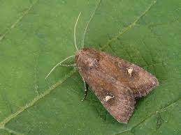 Attēlu rezultāti vaicājumam “Celaena leucostigma”