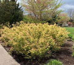 Attēlu rezultāti vaicājumam “Sorbaria sorbifolia”