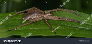 Attēlu rezultāti vaicājumam “Pisaura mirabilis female”