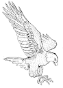 Eagle coloring page