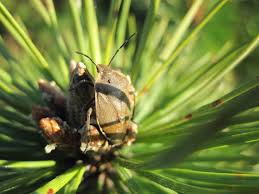 Attēlu rezultāti vaicājumam “Chlorochroa pinicola”