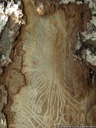 Attēlu rezultāti vaicājumam “Scolytus ratzeburgi”