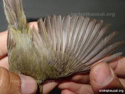 Image result for Phylloscopus ibericus