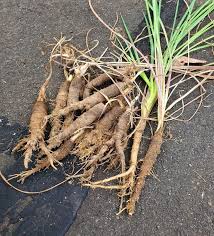 Attēlu rezultāti vaicājumam “Tragopogon pratensis subsp. pratensis fruit”