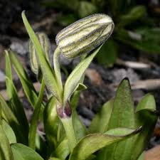 Attēlu rezultāti vaicājumam “Silene borysthenica bud”