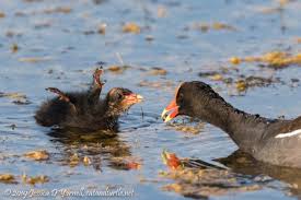 Attēlu rezultāti vaicājumam “Lycogala asperum young”