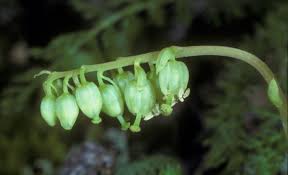 Attēlu rezultāti vaicājumam “Pyrolaceae”