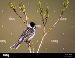 Image result for Emberiza pallasi