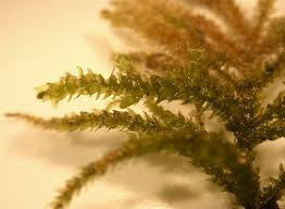 Attēlu rezultāti vaicājumam “Eurhynchium angustirete”