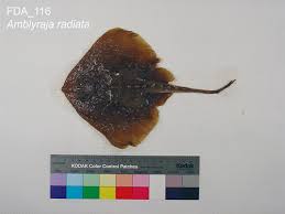 Image result for Amblyraja radiata