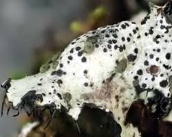 Attēlu rezultāti vaicājumam “Hypotrachyna sp.”