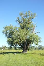 Attēlu rezultāti vaicājumam “Salix alba var. alba”