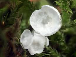 Attēlu rezultāti vaicājumam “Rimbachia neckerae”