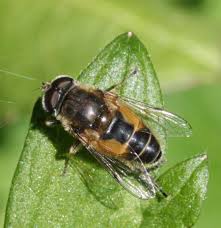 Attēlu rezultāti vaicājumam “Eristalis sp.”