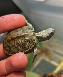 Image result for Malaclemys terrapin