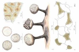Attēlu rezultāti vaicājumam “Physarum obscurum sessile”