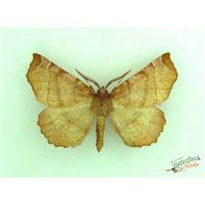 Attēlu rezultāti vaicājumam “Selenia dentaria larva”