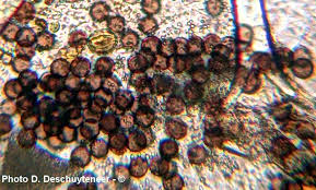 Attēlu rezultāti vaicājumam “Physarum bivalve macro”