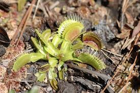 Attēlu rezultāti vaicājumam “Droseraceae”