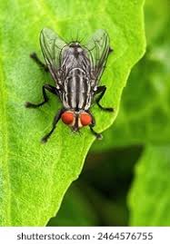 Attēlu rezultāti vaicājumam “Sarcophaga carnaria”