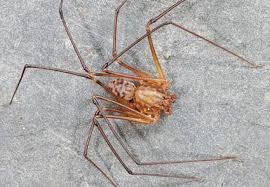 Attēlu rezultāti vaicājumam “Arachnida”