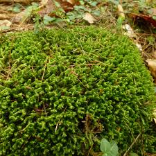 Attēlu rezultāti vaicājumam “Bazzania trilobata”