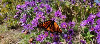 Attēlu rezultāti vaicājumam “Symphyotrichum novae-angliae”