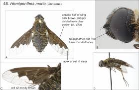 Attēlu rezultāti vaicājumam “Hemipenthes morio”