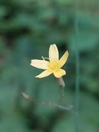 Attēlu rezultāti vaicājumam “Mycelis muralis flower”