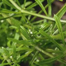 Attēlu rezultāti vaicājumam “Galium rivale fruit”