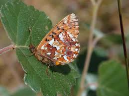 Attēlu rezultāti vaicājumam “Boloria aquilonaris upperside”