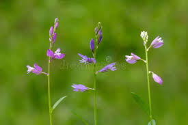 Attēlu rezultāti vaicājumam “Polygala vulgaris”