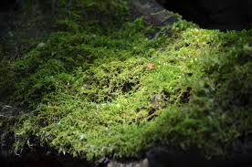 Attēlu rezultāti vaicājumam “moss”