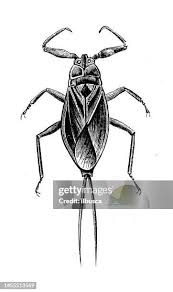 Attēlu rezultāti vaicājumam “Nepa cinerea”