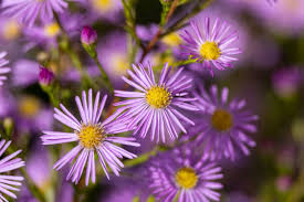 Image result for Aster amellus