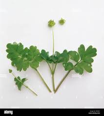 Attēlu rezultāti vaicājumam “Adoxa moschatellina”