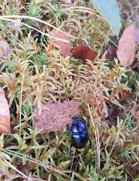 Attēlu rezultāti vaicājumam “Geotrupes stercorarius”